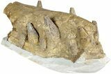 Fossil Primitive Whale (Pappocetus) Front Jaws #234637-8
